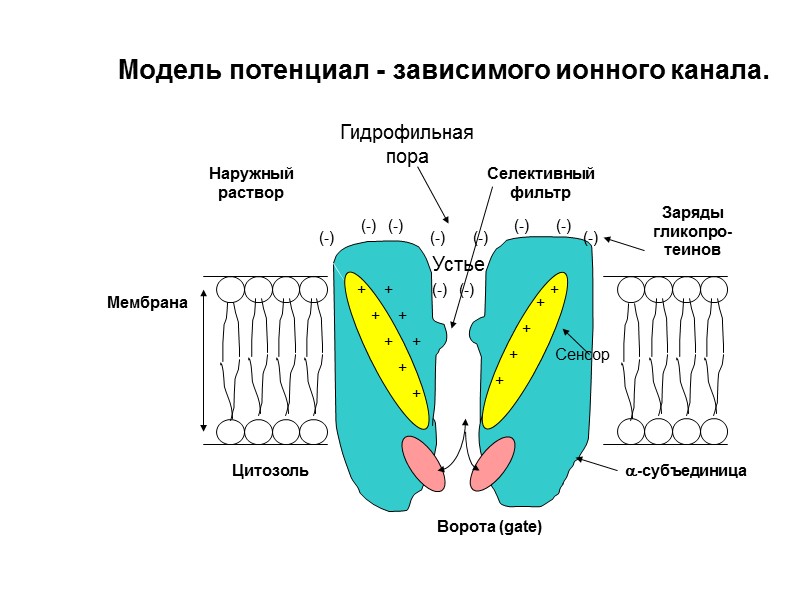 Наружный раствор Устье Цитозоль Ворота (gate) + + + + + + + +